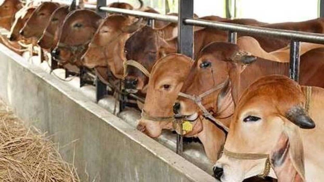 बंगाल पशु वध कानून पर हाईकोर्ट में CPI-ML ने सरकार को घेरा, ईद से पहले मवेशी बाजारों में सन्नाटा बंगाल पशु वध कानून पर हाईकोर्ट में CPI-ML ने सरकार को घेरा, ईद से पहले मवेशी बाजारों में सन्नाटा